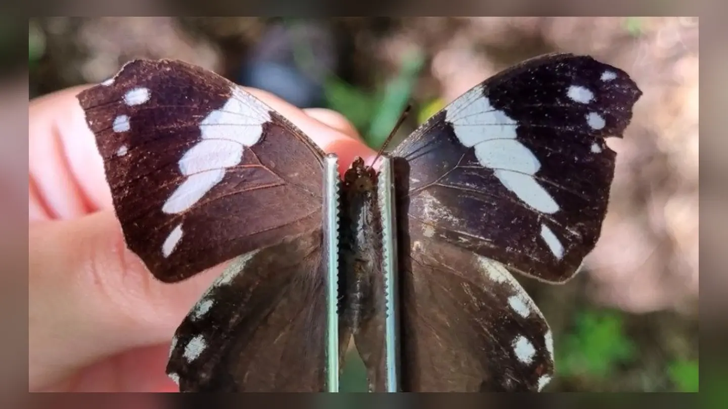 Serra do Espinhaço: biodiversidade de borboletas e mariposas é mapeada